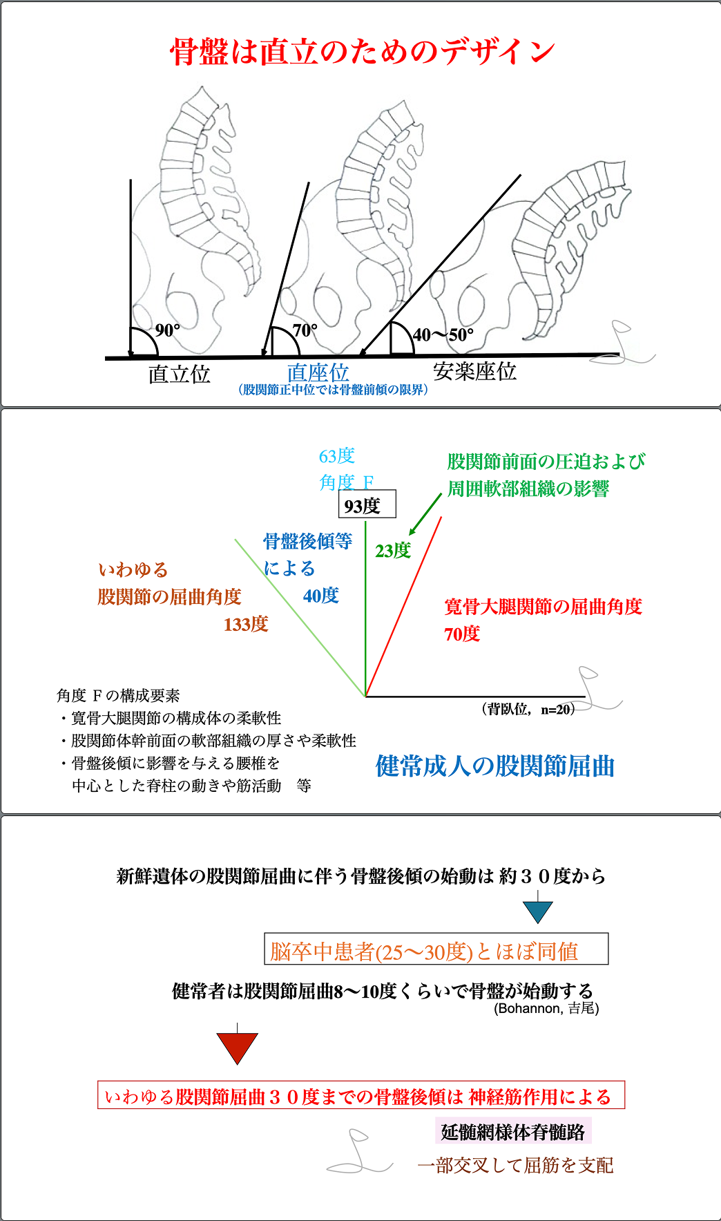10.19【吉尾雅春先生】股関節前面痛のインピンジメントを解剖学・神経学的視点から考察する～原因の特定とクリニカルリーズニングの重要性（LIVEセミナー/ZOOM）